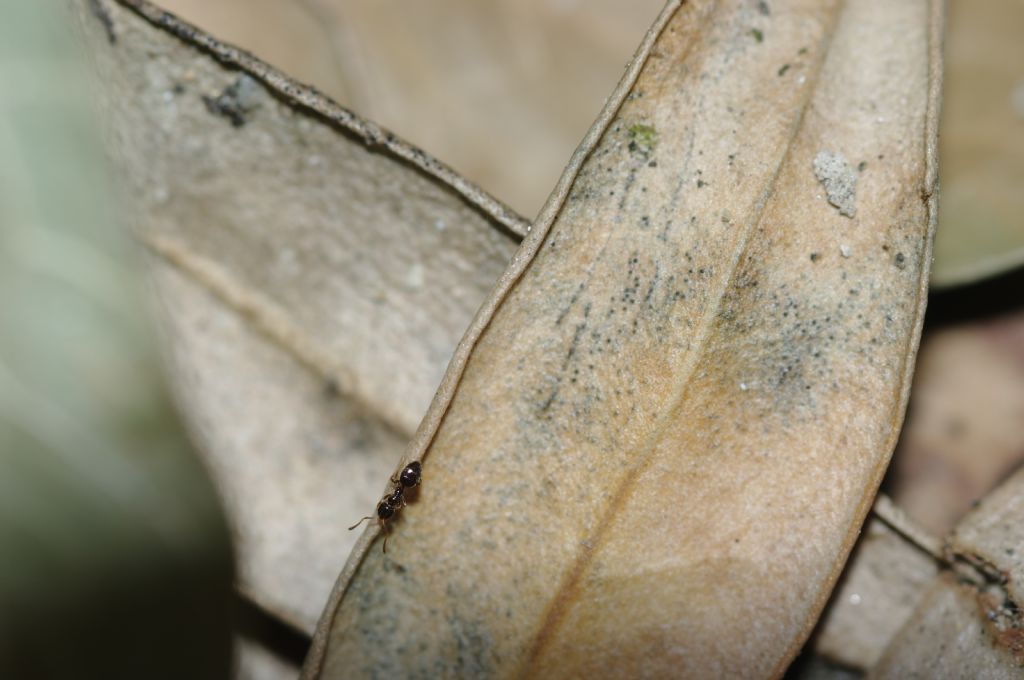 Formicidae 5: Plagiolepis pygmaea